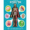 מבט פנימה גוף האדם
